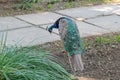 Beautiful peacocks on the green grass. The female peacock. nature Royalty Free Stock Photo