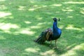 A peacock is walking outside