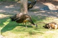 A peacock is walking outside