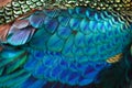 Beautiful peafowl feather Royalty Free Stock Photo