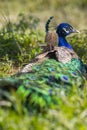 A beautiful Peafowl is laying on the grass Royalty Free Stock Photo