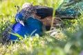 A beautiful Peafowl is laying on the grass Royalty Free Stock Photo