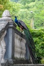 Beautiful Peafowl Sitting on Railing of Stairs Royalty Free Stock Photo