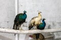 Beautiful peafowls in the birds aviary Royalty Free Stock Photo