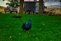 Beautiful peafowls in a farmland Royalty Free Stock Photo