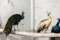 Beautiful peafowls pair closeup view Royalty Free Stock Photo