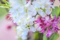 Beautiful pear blossom close up