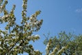 Beautiful Pear Blossom