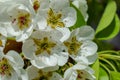 Beautiful Pear Blossom.