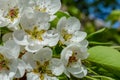 Beautiful Pear Blossom.