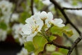 Beautiful pear tree branch with white blooming flowers close up on spring day Royalty Free Stock Photo