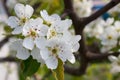 Beautiful pear tree branch with white blooming flowers close up on spring day Royalty Free Stock Photo