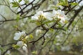Beautiful pear tree branch with white blooming flowers close up on spring day Royalty Free Stock Photo