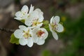 Beautiful pear tree branch with white blooming flowers close up on spring day Royalty Free Stock Photo