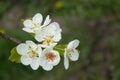 Beautiful pear tree branch with white blooming flowers close up on spring day Royalty Free Stock Photo