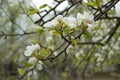 Beautiful pear tree branch with white blooming flowers close up on spring day Royalty Free Stock Photo