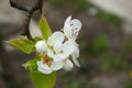 Beautiful pear tree branch with white blooming flowers close up on spring day Royalty Free Stock Photo