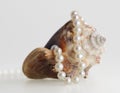 Beautiful pearl necklace and shell Royalty Free Stock Photo