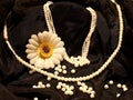 Beautiful Pearl necklaces in black background