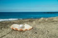 Beautiful pearl in the pearl shell on the sand beach. Sea and blue sky