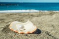 Beautiful pearl in the pearl shell on the sand beach. Sea and blue sky