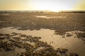 Beautiful pearls of cable beach Royalty Free Stock Photo