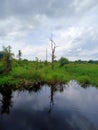 Beautiful peat swamp