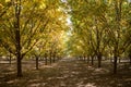 Beautiful Pecan tree orchard during autumn