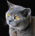 Beautiful pedigree british shorthair cat Royalty Free Stock Photo