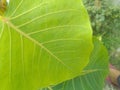 Beautiful Peepal tree leaf image