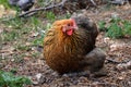 Beautiful Pekin bantam chicken