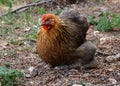 Beautiful Pekin bantam chicken