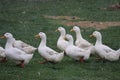 Peking ducks sing while marching in the Snow