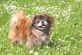 Beautiful Pekingese