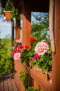 Beautiful pelargonium flowers in backyard