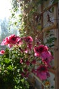 Beautiful pelargonium grandiflorum with pink flowers on the background of trellis with climbed plants in small garden Royalty Free Stock Photo