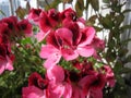 Beautiful pelargonium grandiflorum with rose pink flowers. Balcony gardening
