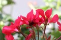 Beautiful Pelargonium hortorum from side