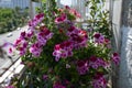 Beautiful pelargonium with pink and white flowers grows in small urban garden on the balcony