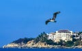 Beautiful pelican bird pelicans birds flying over the sea Mexico