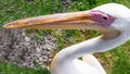 Pelican close-up,bird on the grass with a long beak