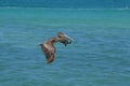 Beautiful Pelican In Flight Over the Water in Aruba Royalty Free Stock Photo