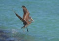 Beautiful Pelican With His Wings Extended as He Lands