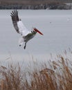 Beautiful pelican landing in water