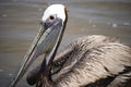 Beautiful Pelican portrait Royalty Free Stock Photo