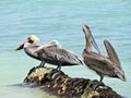 Beautiful pelicans in the caribbean sea