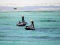 Beautiful pelicans in the caribbean sea