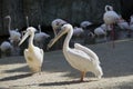 Beautiful pelicans on a flamingo background