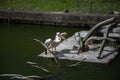 Beautiful pelicans in the park