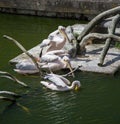 Beautiful pelicans in the park